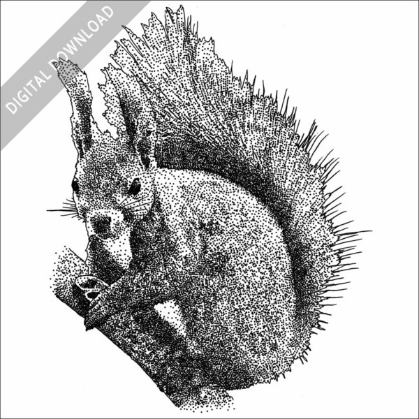 Japanese Red Squirrel black and white stock image