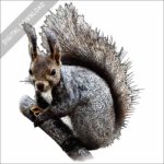 Japanese Red Squirrel stock image