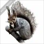 Japanese Red Squirrel stock image