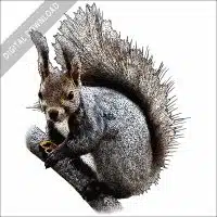 Japanese Red Squirrel stock image