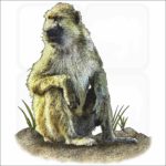 Kinda Baboon illustration