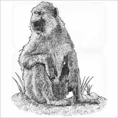 Kinda Baboon black and white drawing