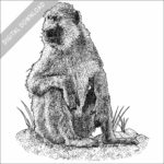 Kinda Baboon black and white stock image