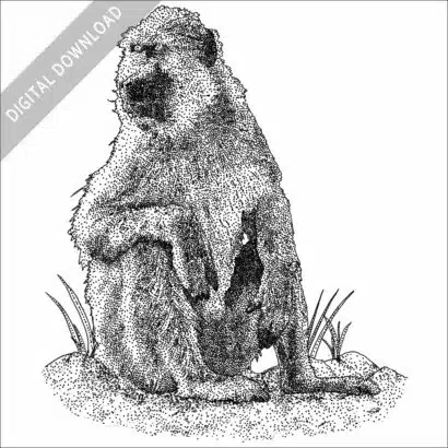 Kinda Baboon black and white stock image