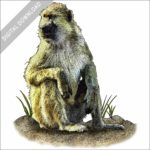 Kinda Baboon stock art image