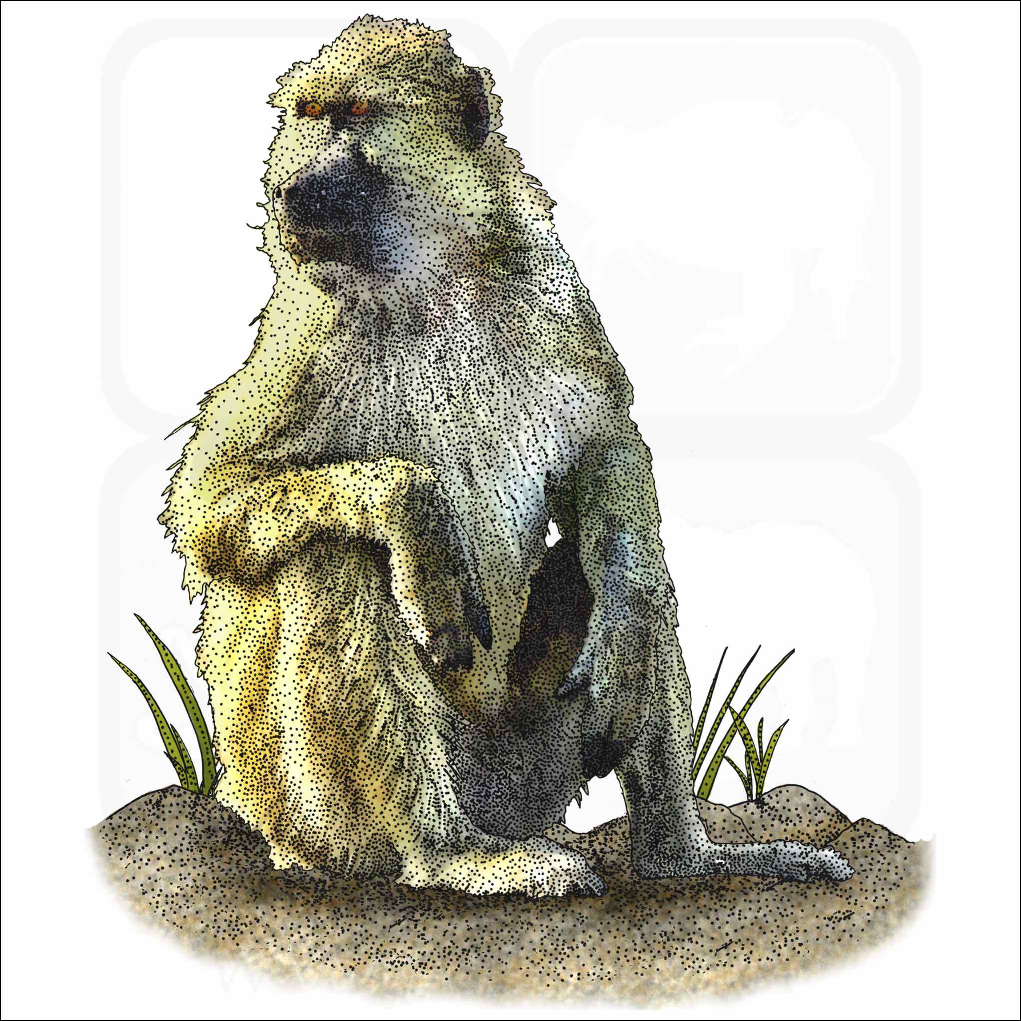 Kinda Baboon Kinda Baboon illustration