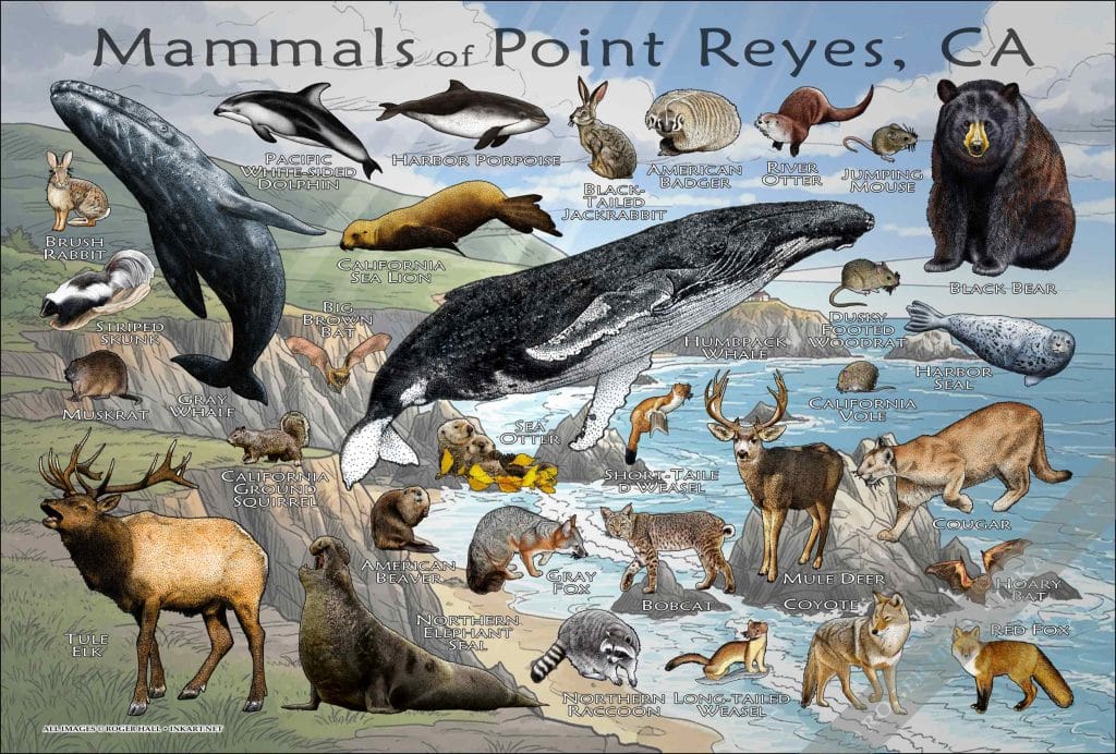Point Reyes Vet Mammals of Point Reyes Poster Print
