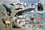 Mammals of Point Reyes National Seashore poster