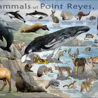 Mammals of Point Reyes National Seashore poster