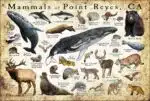 Mammals of Point Reyes poster print