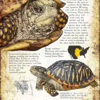 Ornate Box Turtle poster print