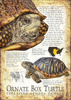 Ornate Box Turtle poster print