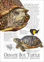 Ornate Box Turtle poster print