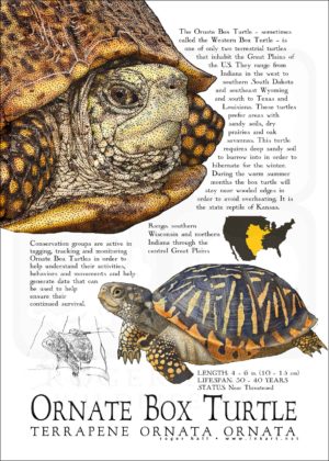 Ornate Box Turtle poster print