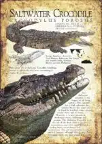 Saltwater Crocodile poster print