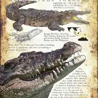 Saltwater Crocodile poster print