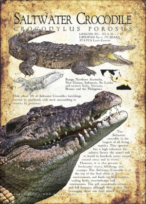 Saltwater Crocodile poster print