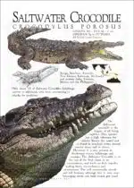 Saltwater Crocodile poster print