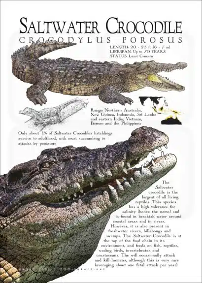 Saltwater Crocodile poster print