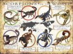 Scorpions of the World poster print
