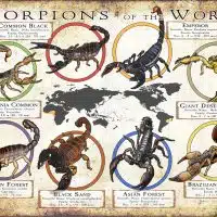 Scorpions of the World poster print