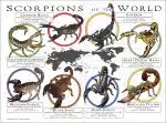 Scorpions of the World poster print