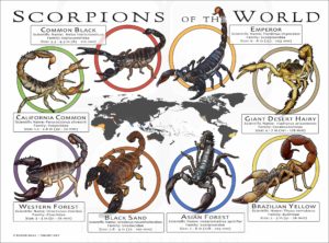 Scorpions of the World poster print