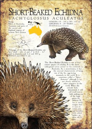 Short-Beaked Echidna poster design