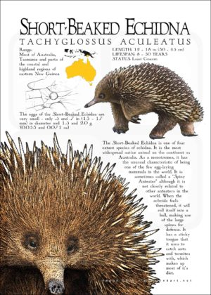 Short-Beaked Echidna poster print