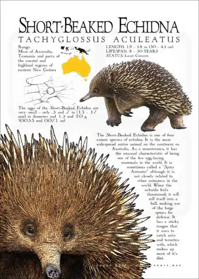 Short-Beaked Echidna poster print