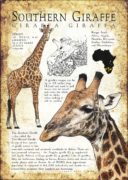 Southern Giraffe poster print