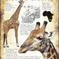 Southern Giraffe poster print