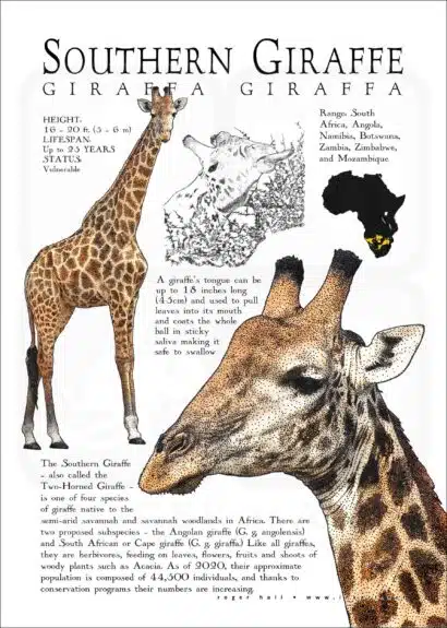 Southern Giraffe poster print