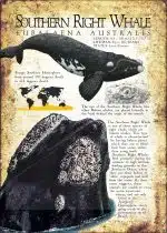 Southern Right Whale poster print