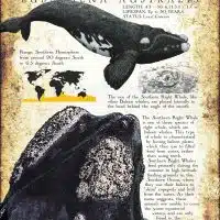 Southern Right Whale poster print