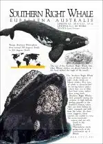 Southern Right Whale poster print