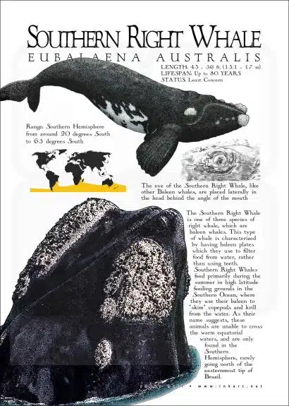 Southern Right Whale poster print