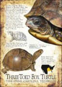 Three-Toed Box Turtle poster print