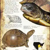 Three-Toed Box Turtle poster print