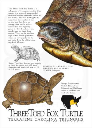 Three-Toed Box Turtle poster print