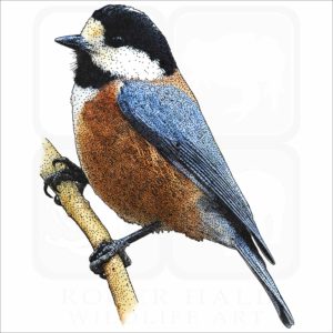 Varied Tit illustration