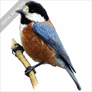 Varied Tit stock image