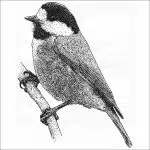Varied Tit black and white drawing