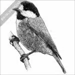 Varied Tit black and white stock image