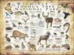 Wildlife of Joshua Tree National Park poster print
