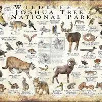 Wildlife of Joshua Tree National Park poster print