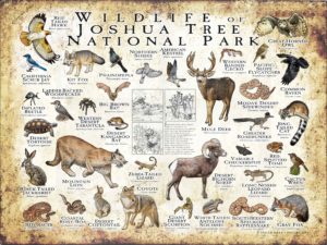 Wildlife of Joshua Tree National Park poster print