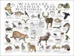 Wildlife of Joshua Tree National Park poster print