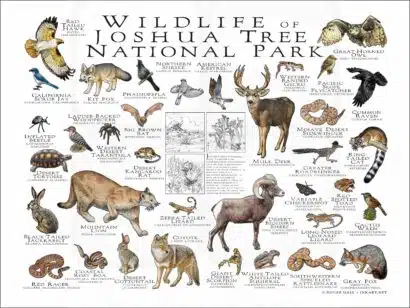 Wildlife of Joshua Tree National Park poster print