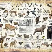 Wildlife of Yosemite National Park poster print